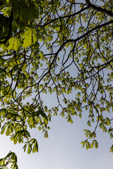 a flowering chestnut tree in the spring season, a spring park