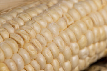 old spoiled sweet ripe corn food