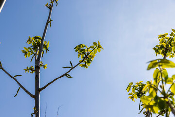 a flowering walnut tree in the spring season, a spring park