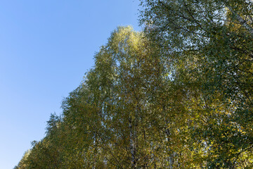 Autumn forest with a large number of birch trees