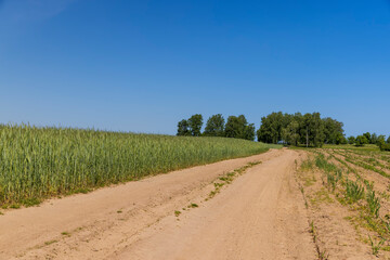 sandy road in the field in the summer