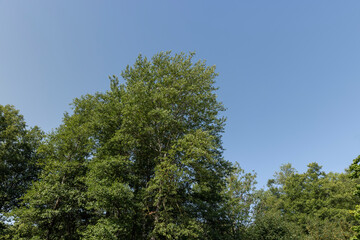 A variety of trees growing in the park