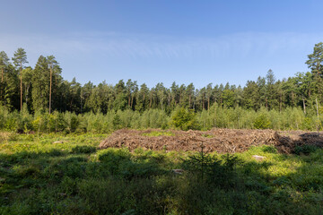 Deforestation for timber harvesting , forest