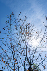 spring park with birch trees with the first red foliage