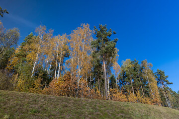 Fototapeta premium yellowed foliage on birch trees in the autumn season