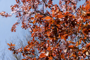 blooming cherry tree with red foliage in the spring season