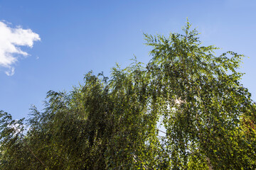 Fototapeta premium High birch tree in summer
