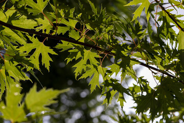 Tall maple tree in summer