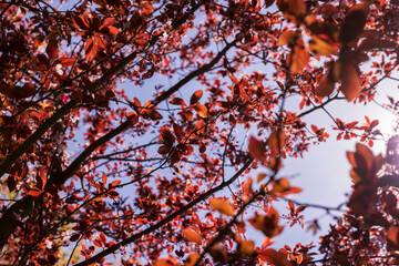 blooming cherry tree with red foliage in the spring season