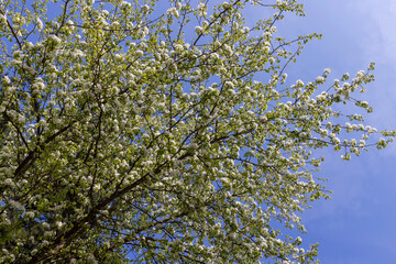 spring garden with cherry blossoms in sunny weather
