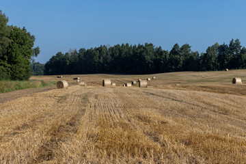 A field with cereals in the summer