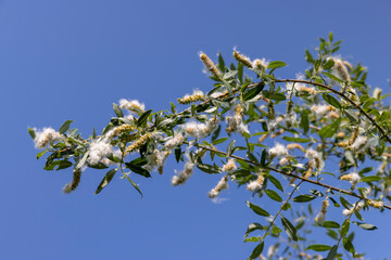 light white fluff from willow in spring