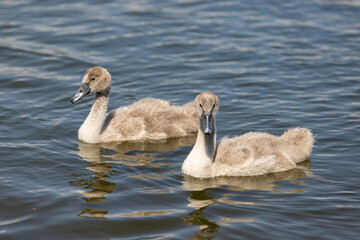 grey chicks of the white sibilant swan with grey down