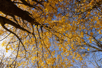 beautiful and bright orange maple foliage in autumn