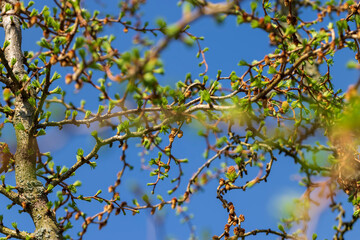 European larch during the appearance of the first needles in spring