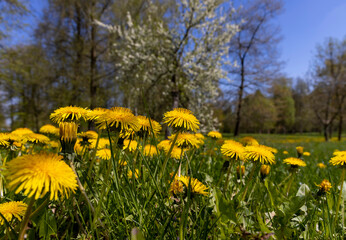 spring dandelion flowers during flowering