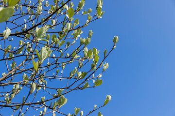 rowan tree with the first foliage in the spring park