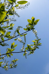 a flowering cherry tree in the spring season, a spring park