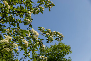 rowan flowers during flowering in spring park
