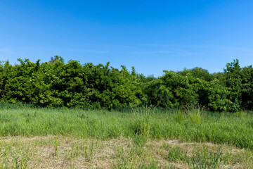green foliage on trees in the spring season
