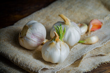 Garlic on a black background in the kitchen - a spicy vegetable