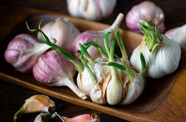 Garlic on a black background in the kitchen - a spicy vegetable