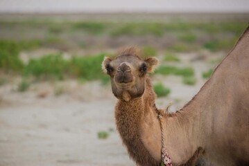One adult with two humps brown camel looking straight