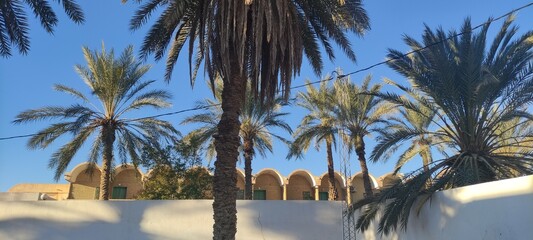 Date palms in the oasis city of Tozeur Tunisia