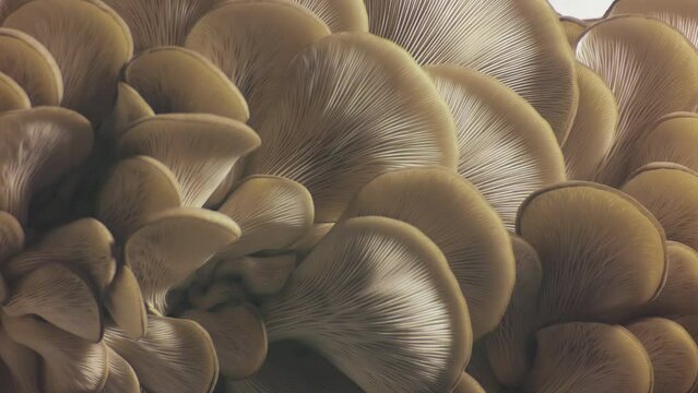 Pleurotus ostreatus footage. Oyster mushrooms time lapse. Edible mushrooms background. Biological pattern. Growing mushrooms.