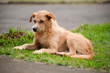 Cachorro de rua deitado no gramado. - obrazy, fototapety, plakaty