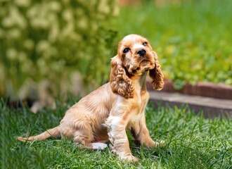 puppy Cocker Spaniel dog in garden , generated by AI