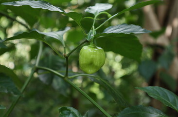 View of an immature green colored Capsicum chinense fruit hanging on the plant stem