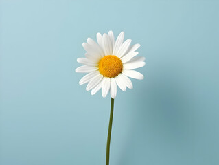 Fototapeta na wymiar Chamomile flower in studio background, single Chamomile flower, Beautiful flower, ai generated image