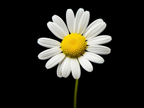 Chamomile flower in studio background, single Chamomile flower, Beautiful flower, ai generated image