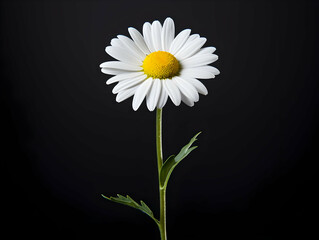 Chamomile flower in studio background, single Chamomile flower, Beautiful flower, ai generated image - obrazy, fototapety, plakaty