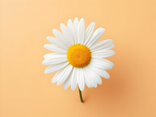 Chamomile flower in studio background, single Chamomile flower, Beautiful flower, ai generated image - obrazy, fototapety, plakaty