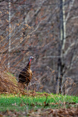 Wild eastern turkey female (Meleagris gallopavo) walking through brush in Wisconsin