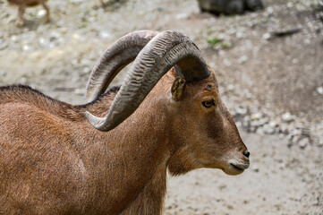 Portrait of barbary sheep