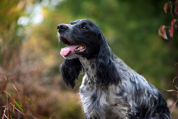 A charming hunting spaniel sits in the grass in the field and looks at the owner with joy. Hunting dog breed.