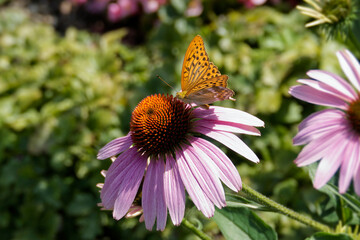 Silver-washed Fritillary (Argynnis paphia) butterfly sitting on a echinacea flower in Zurich, Switzerland