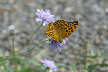 Silver-washed Fritillary butterfly (Argynnis paphia) sitting on a small scabious in Zurich, Switzerland