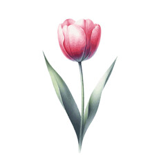Fototapeta premium beautiful pink tulip flower watercolor paint for card decor