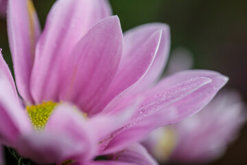 Background with drops of dew on the petals of a pink flower, flower petals with dew