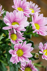Beautiful bouquet of pink flowers, bouquet of chrysanthemums
