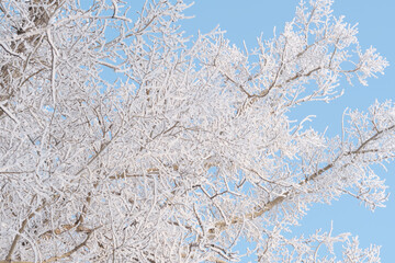 Branches tree are covered with snow crystals and frost after severe winter frosts blue background clear sky.