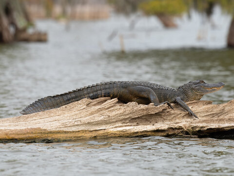 American Alligator Resting on a Weathered Log in a Louisiana Swamp