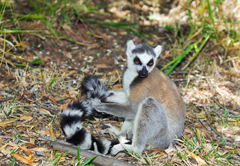 ring-tailed gray lemur in natural environment Madagascar.Close-up, cute primate