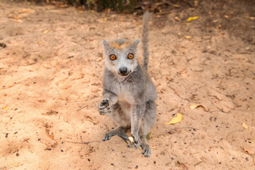 grey crowned lemur eating fruit