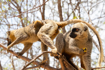 Cute brown lemur (Eulemur fulvus) with orange eyes.