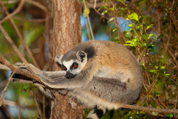 ring-tailed gray lemur in natural environment Madagascar.Close-up, cute primate